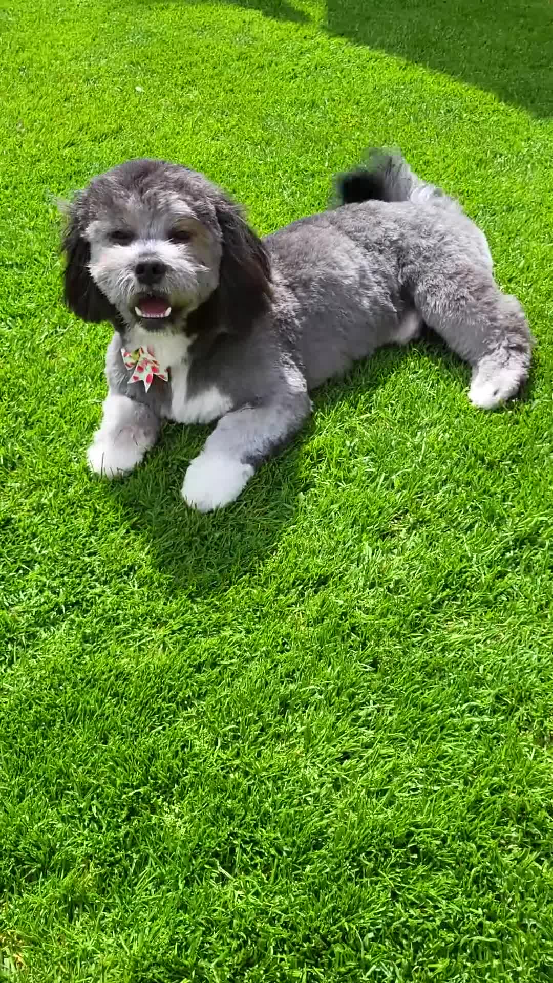 Mixed Breed dogs for sale: La Chon - Video 2