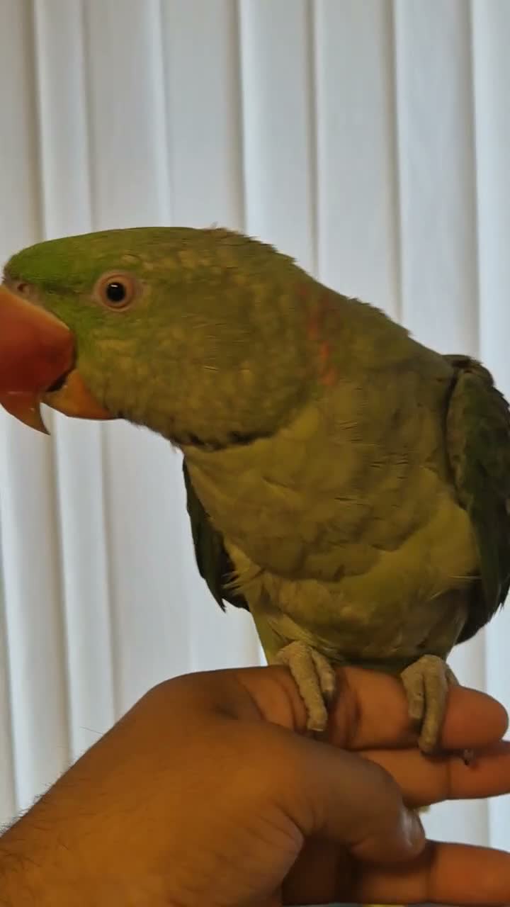 Ringnecks birds for sale: Alexandrian talking parrot, fully hand-tamed. in Walsall - Video 1