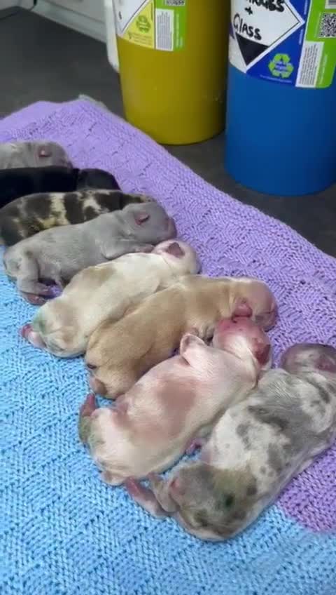 French Bulldog dogs for stud: Visual Big 🧶 Fluffy Stud in Abertillery - Video 1
