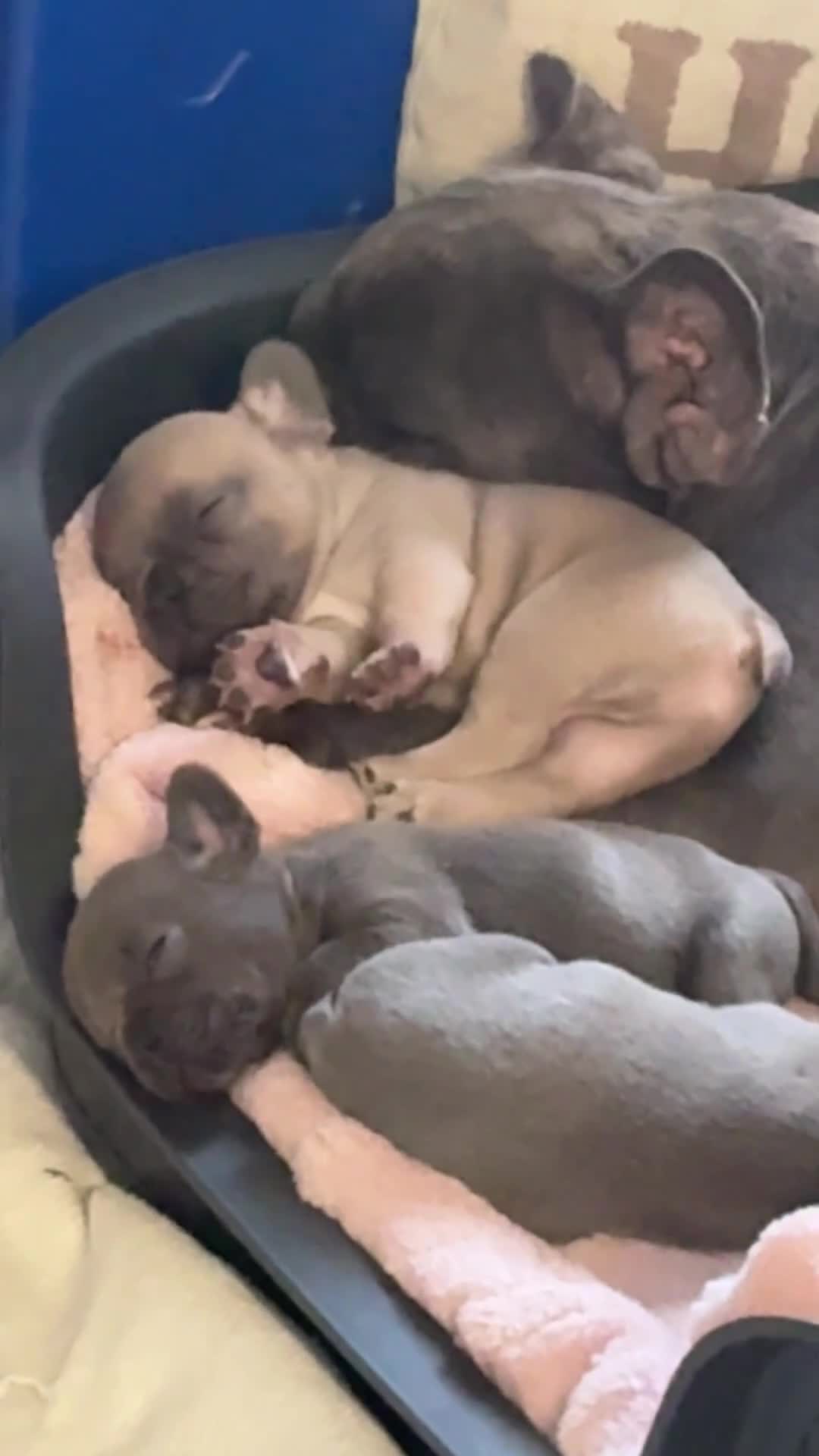 French Bulldog dogs for sale: Gorgeous French bulldog boy.  - Video 1