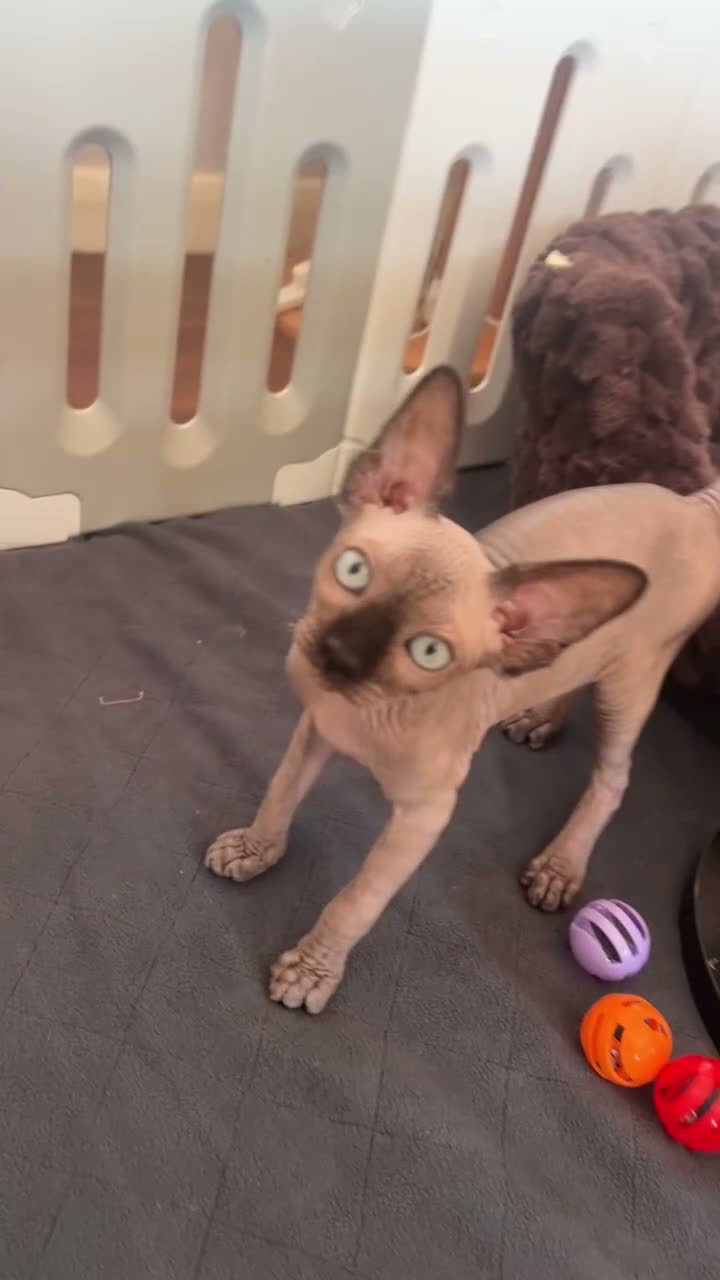 Sphynx cats for sale: 🐾 Beautiful Sphynx Kittens  ready to leave🐾 - Video 2