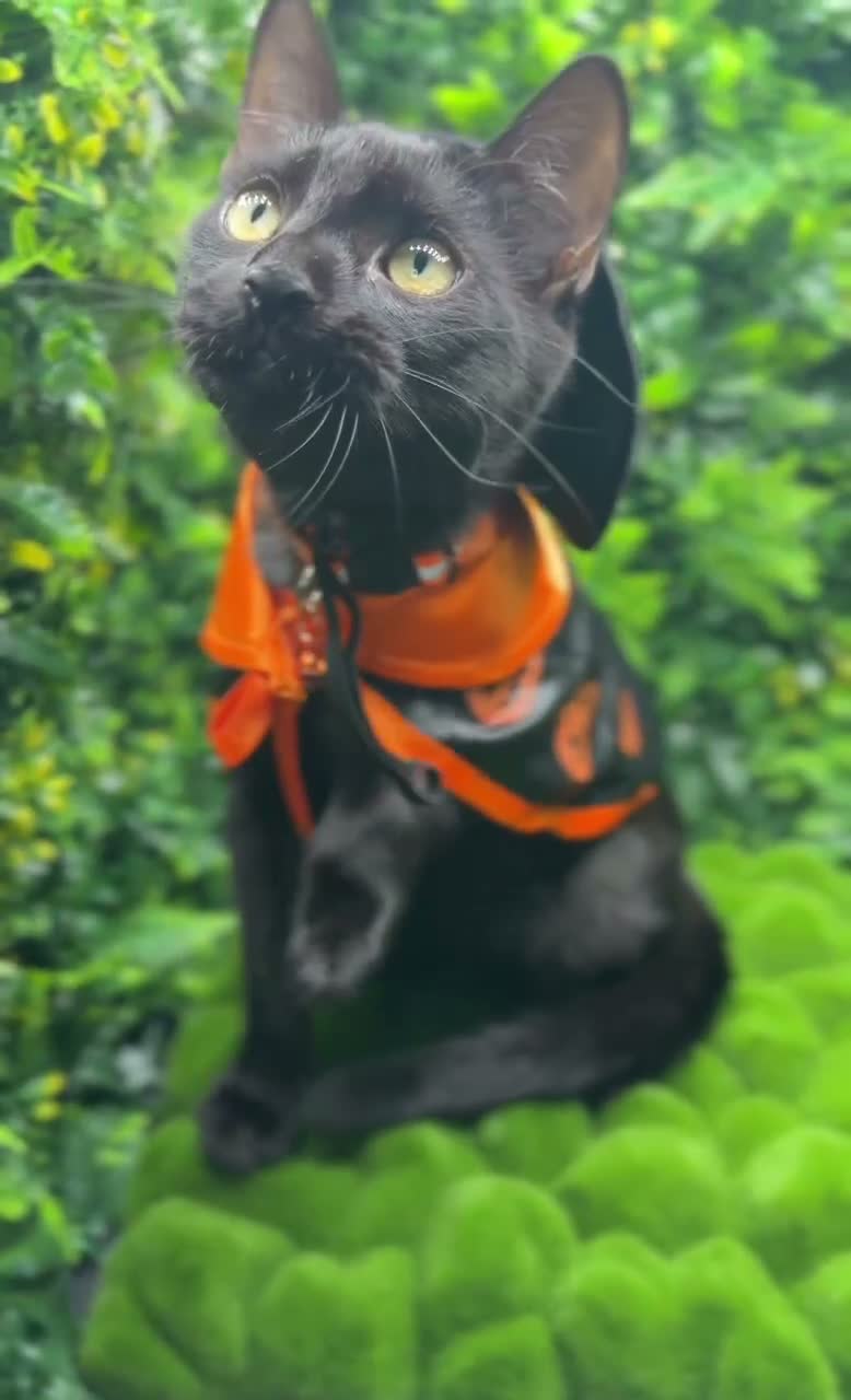 Egyptian Mau cats for sale: TICA Registered Smoke Egyptian Mau last 2 females  - Video 3
