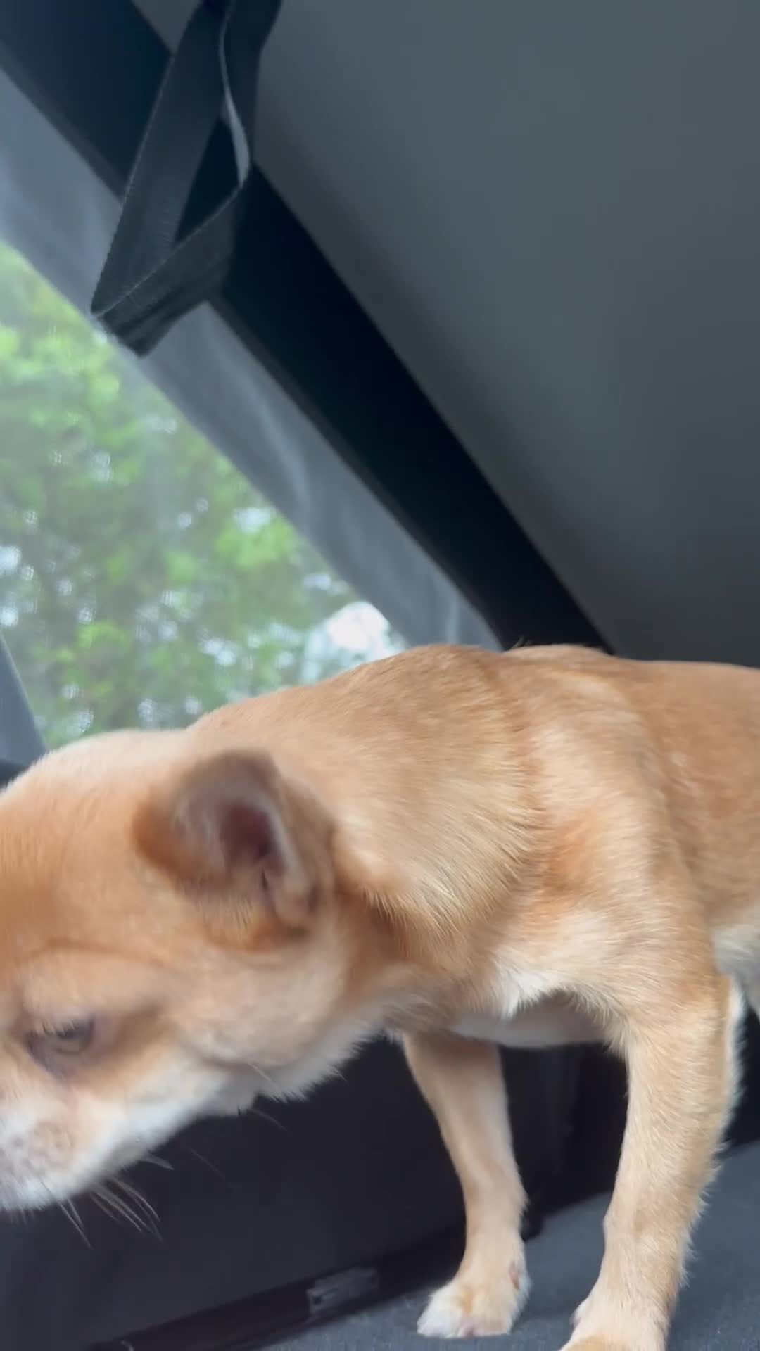 Chihuahua dogs for stud: Chihuahua short hair  - Video 1