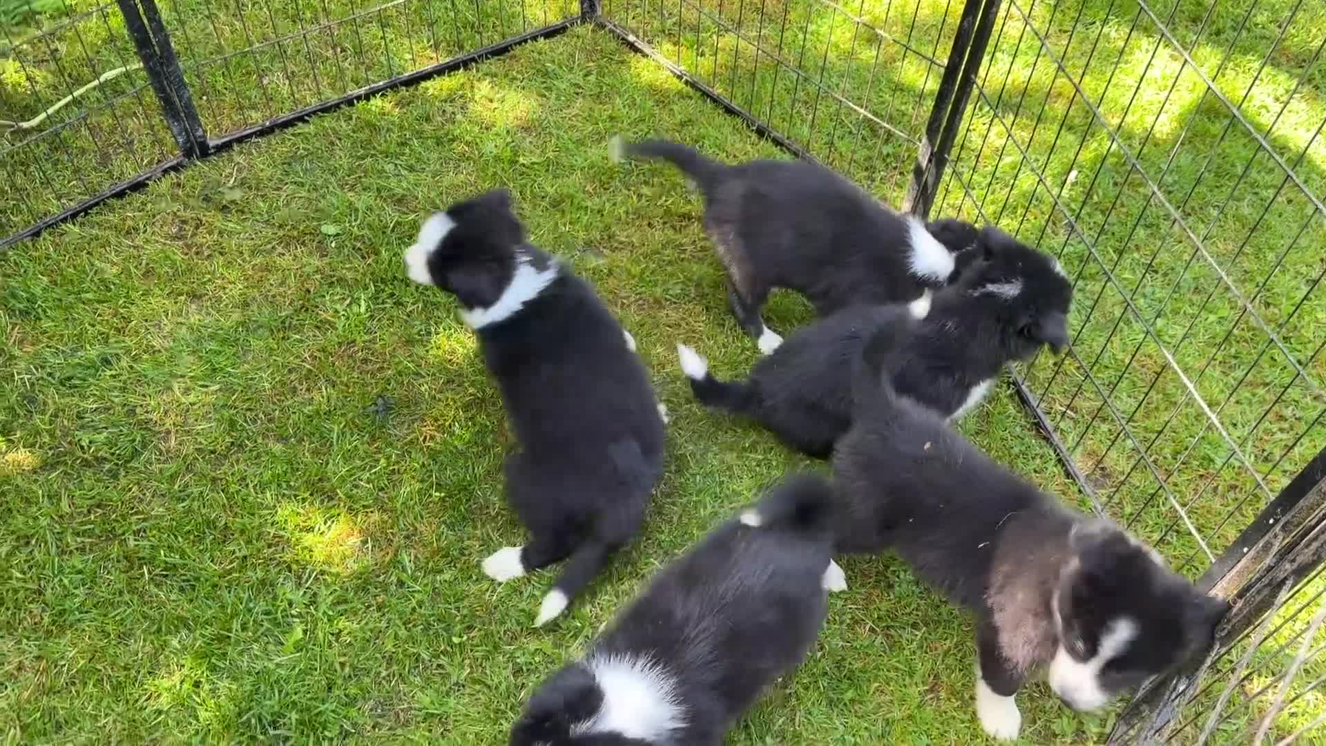 Border Collie dogs for sale: Pedigree Border collie pups - Video 1