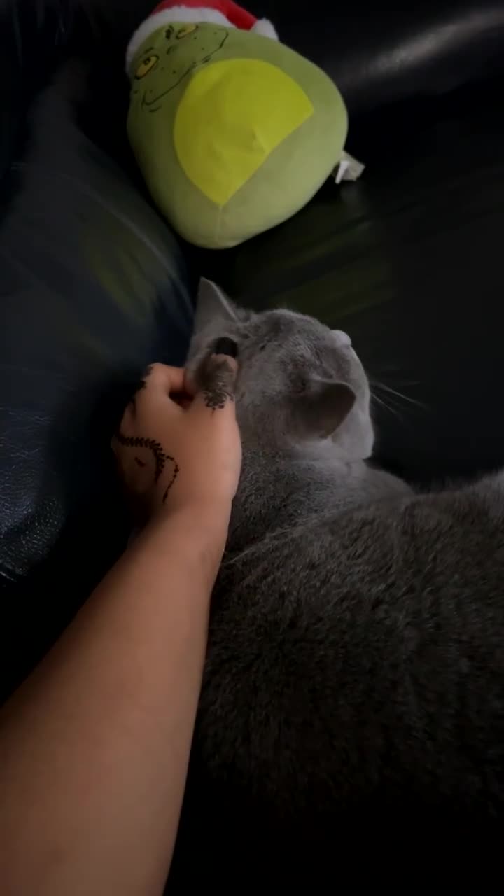 British Shorthair cats for sale: Mario British shorthair ( Rehome no charge)  - Video 3