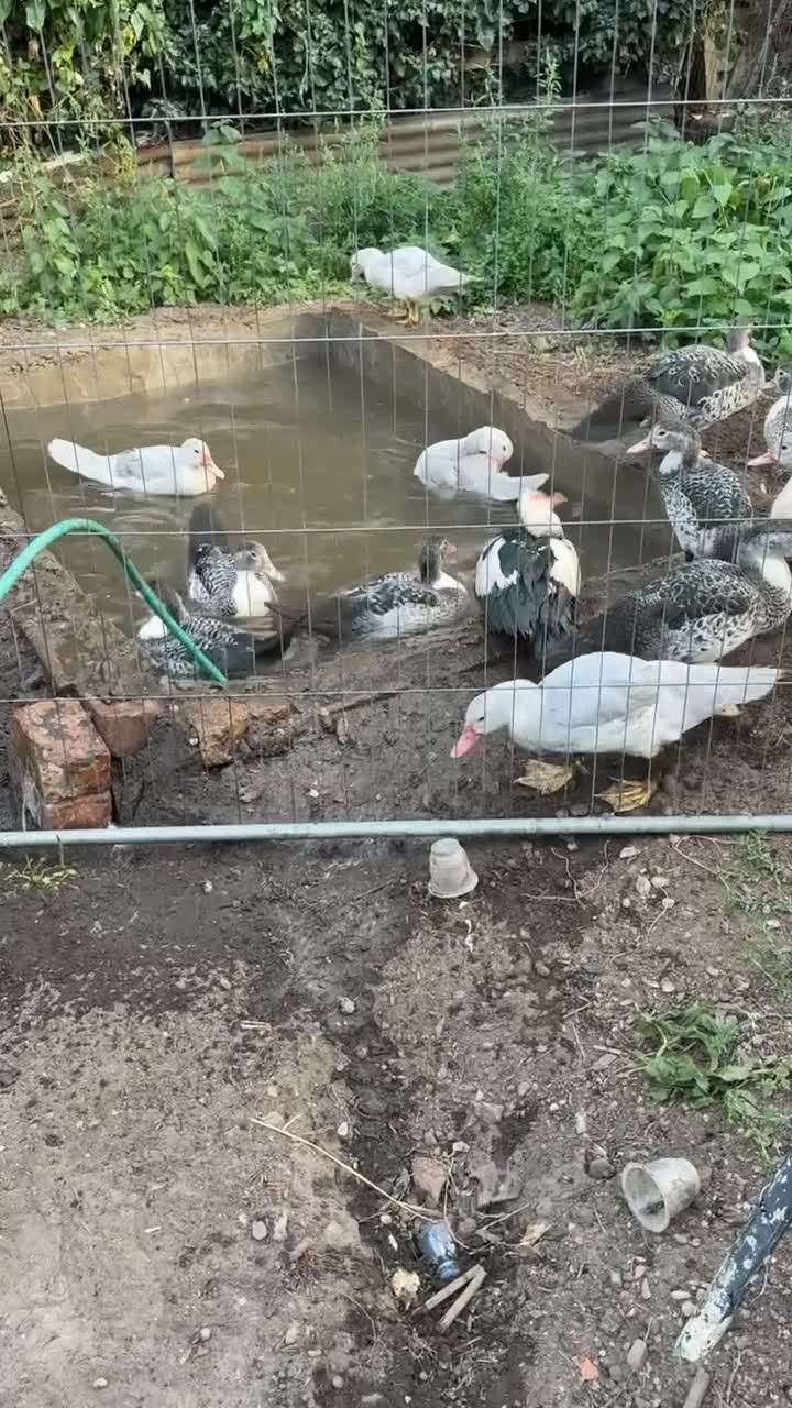 Ducks poultry for sale: Muscovy ducks - Video 2