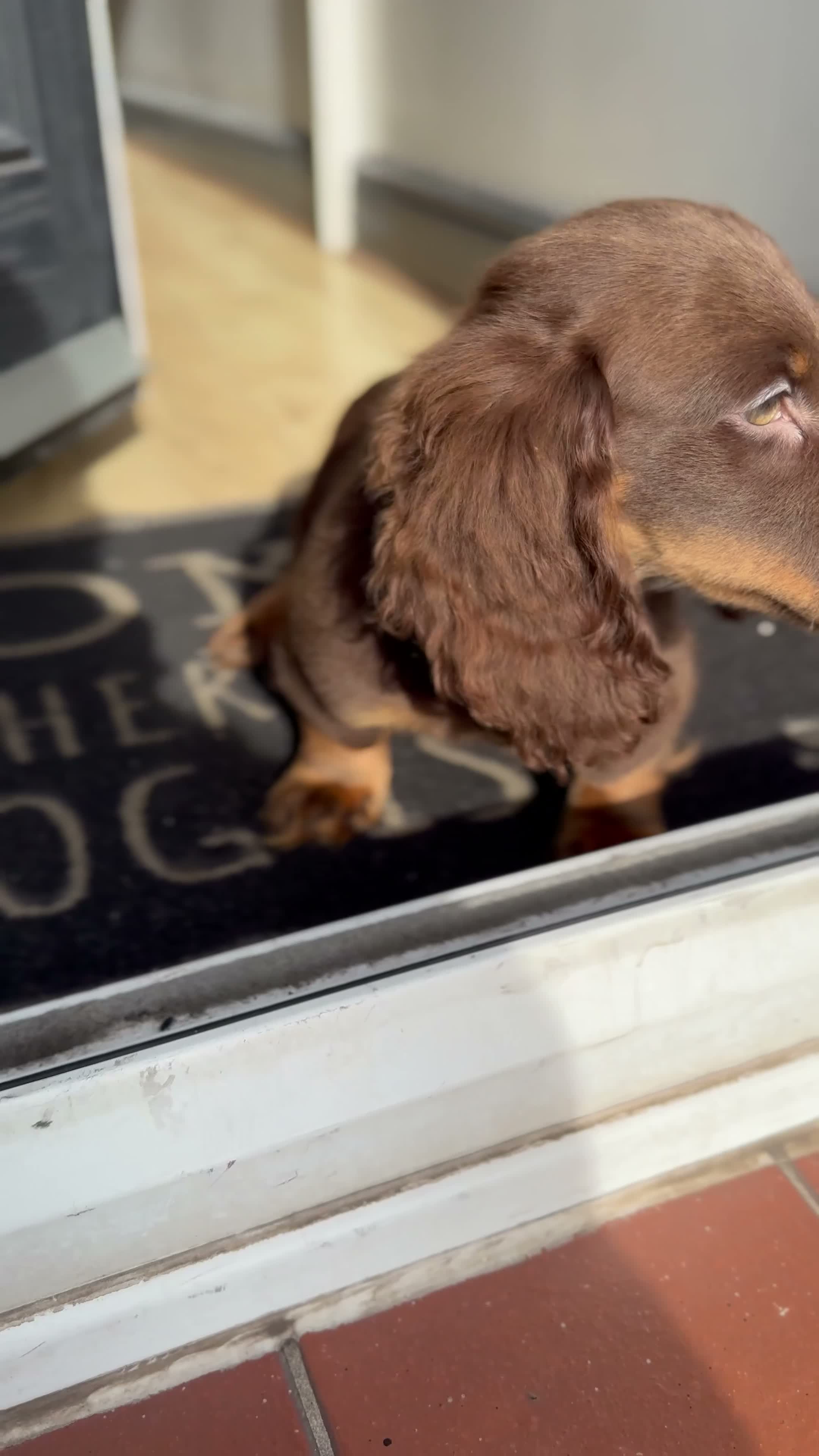Miniature Dachshund dogs for sale: Dachshund miniature long hair  - Video 1