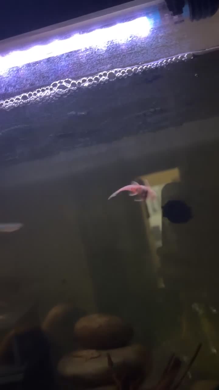 Plecos fish for sale: Plecos and corys  - Video 1