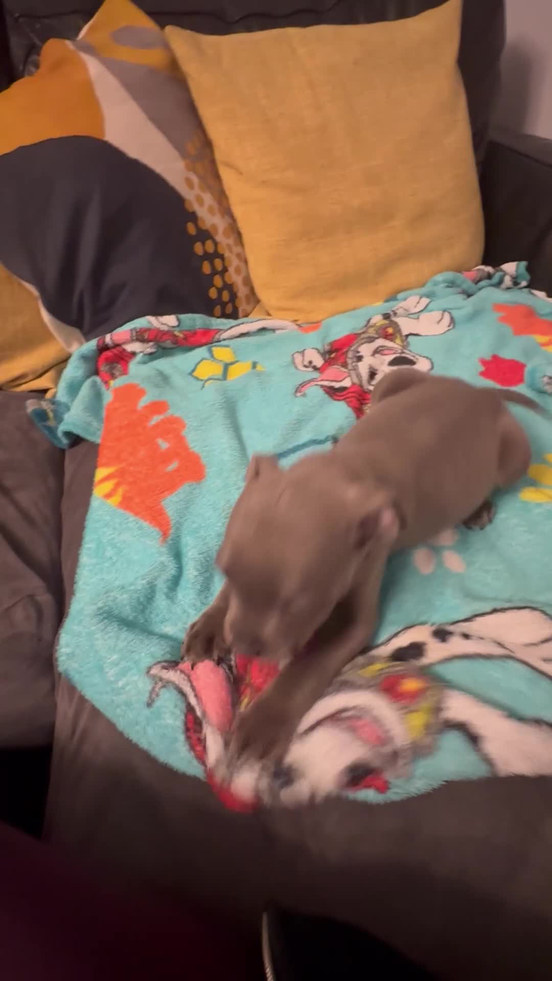 Staffordshire Bull Terrier dogs for sale: KC ⭐️Champion⭐️ bloodline Staffy Ready to leave - Video 2