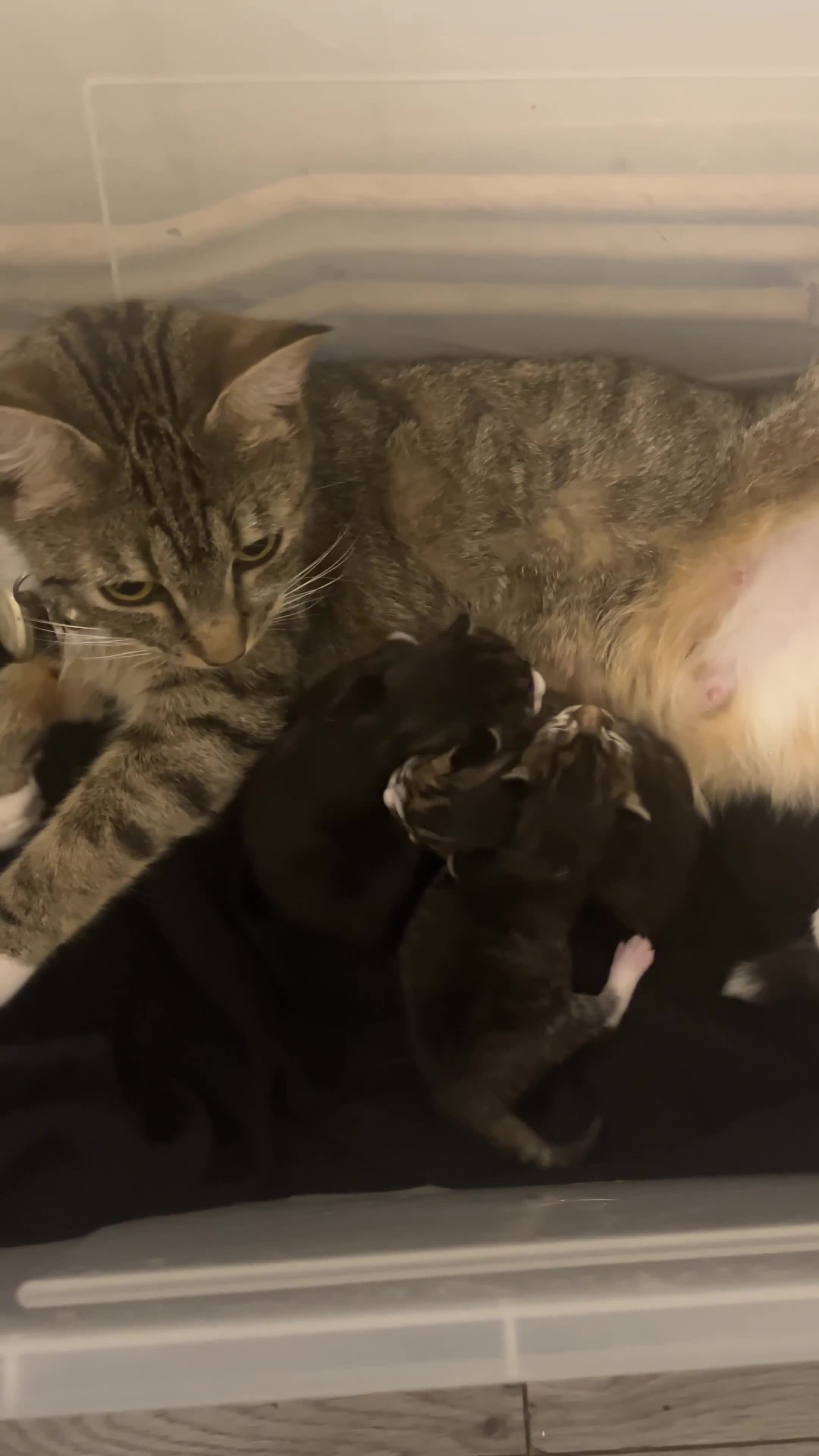 Mixed Breed cats for sale: 3 Healthy, Playful Kittens  - Video 1
