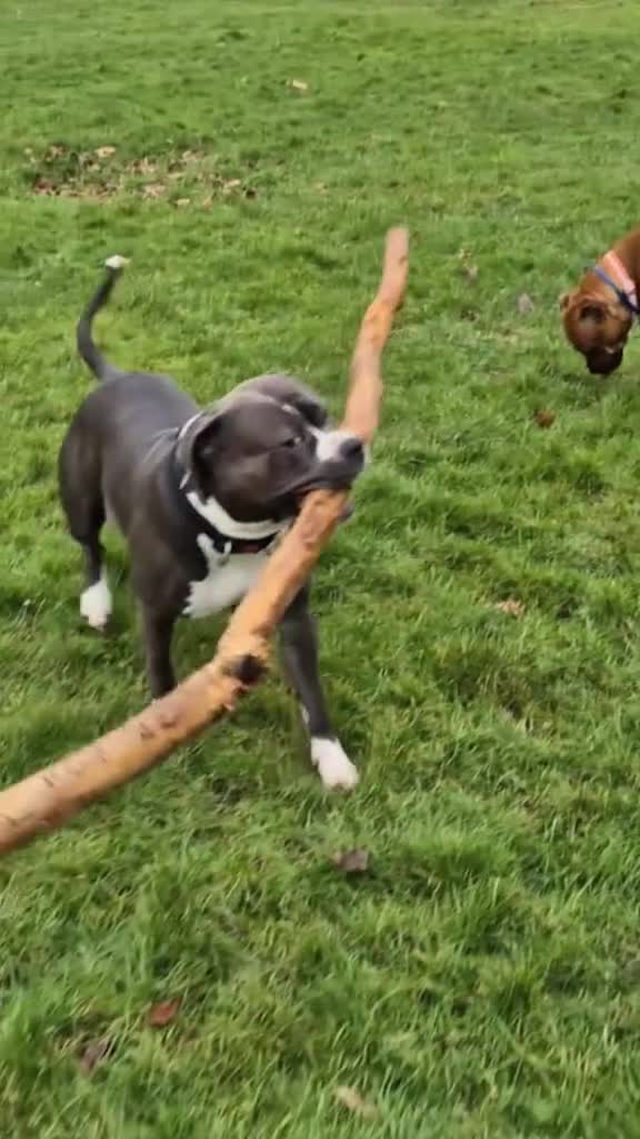 American Bull Staffy dogs for stud: AMSTAFF MALE AVAILABLE FOR STUD - Video 1