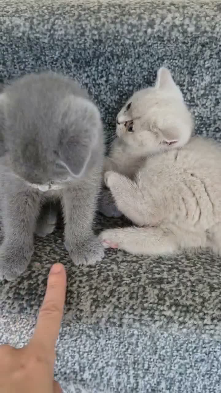 British Shorthair cats for sale: British shorthair kittens  - Video 3