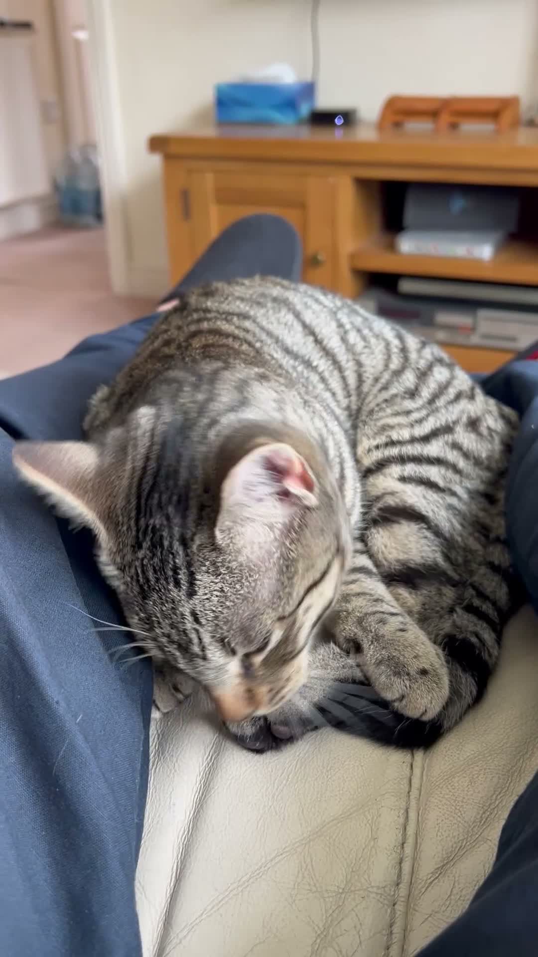 Mixed Breed cats for sale:  Bengal Ragdoll Cross Male Kitten  in Bridlington - Video 2