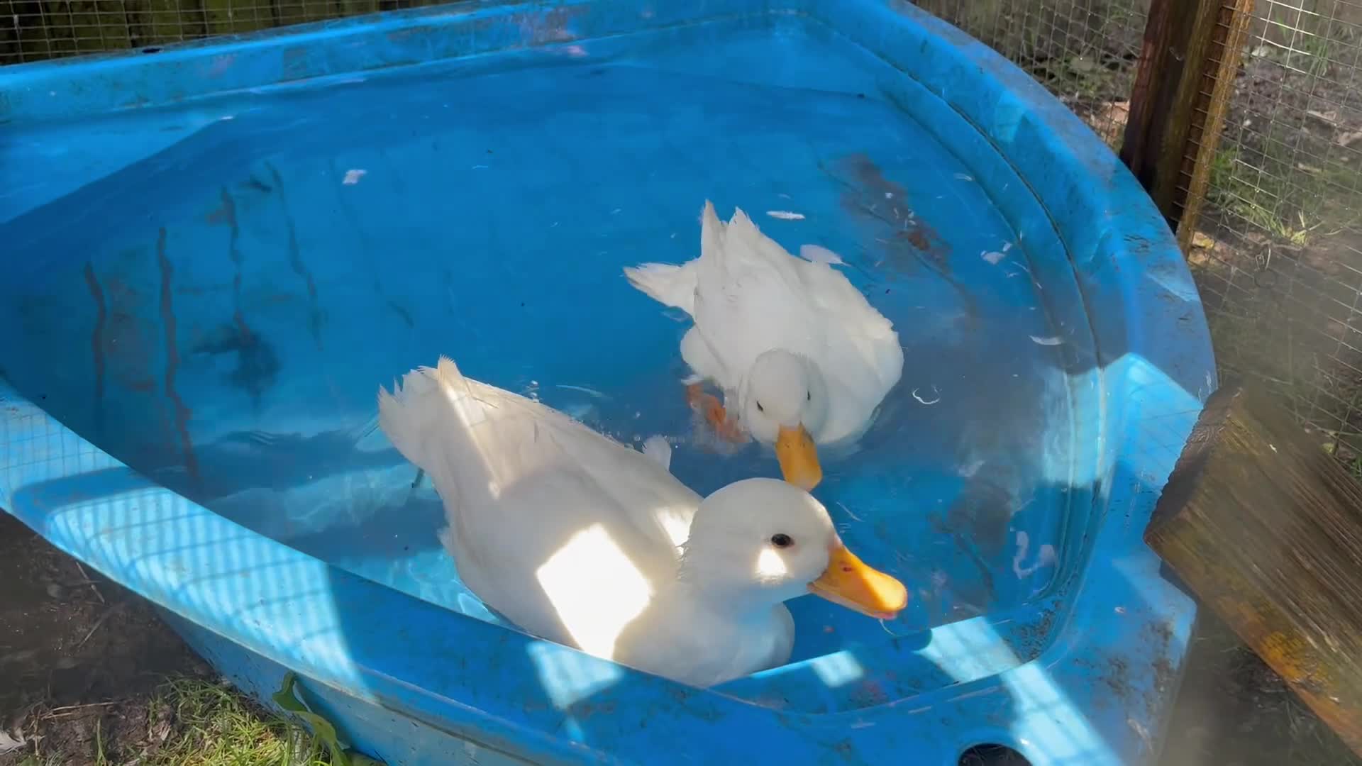Ducks poultry for sale: pair of call ducks - Video 1