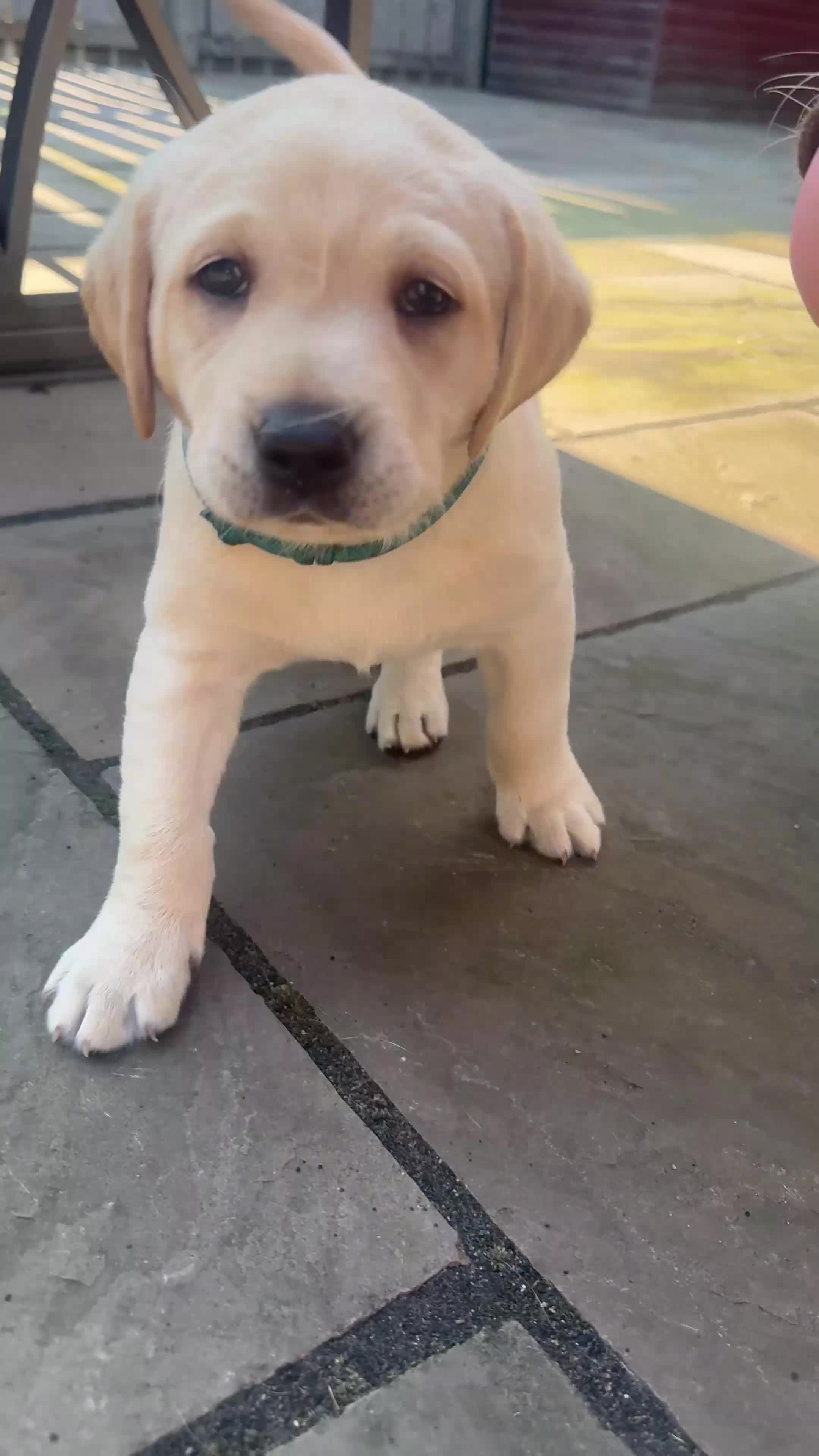 Labrador Retriever dogs for sale: Beautiful Fox Red Labrador Retriever Puppies  in Bishop Auckland - Video 1