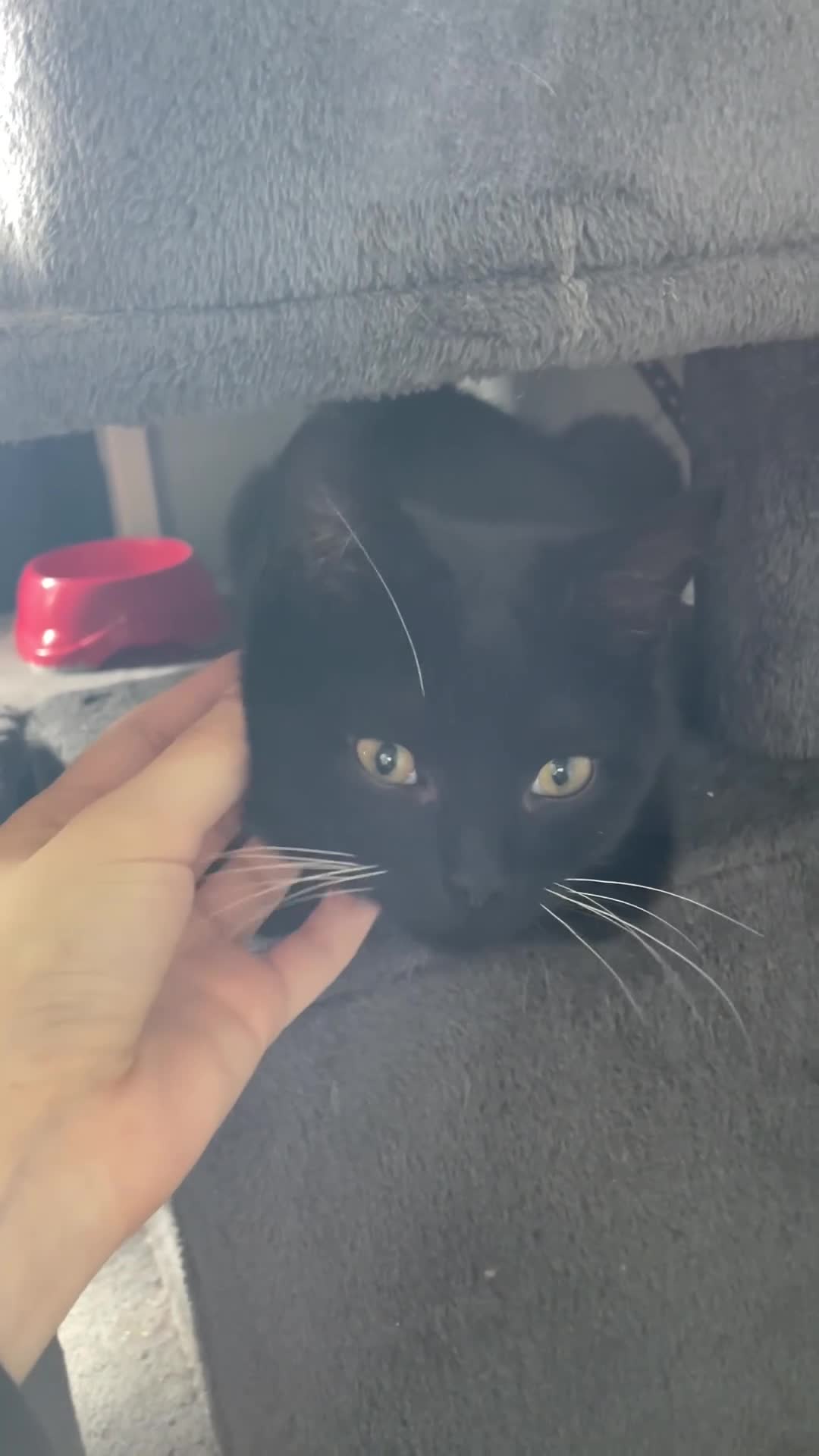 Mixed Breed cats for sale: Beautiful Black Kitten Coconut – 15 Weeks Old 🐾🖤 - Video 1
