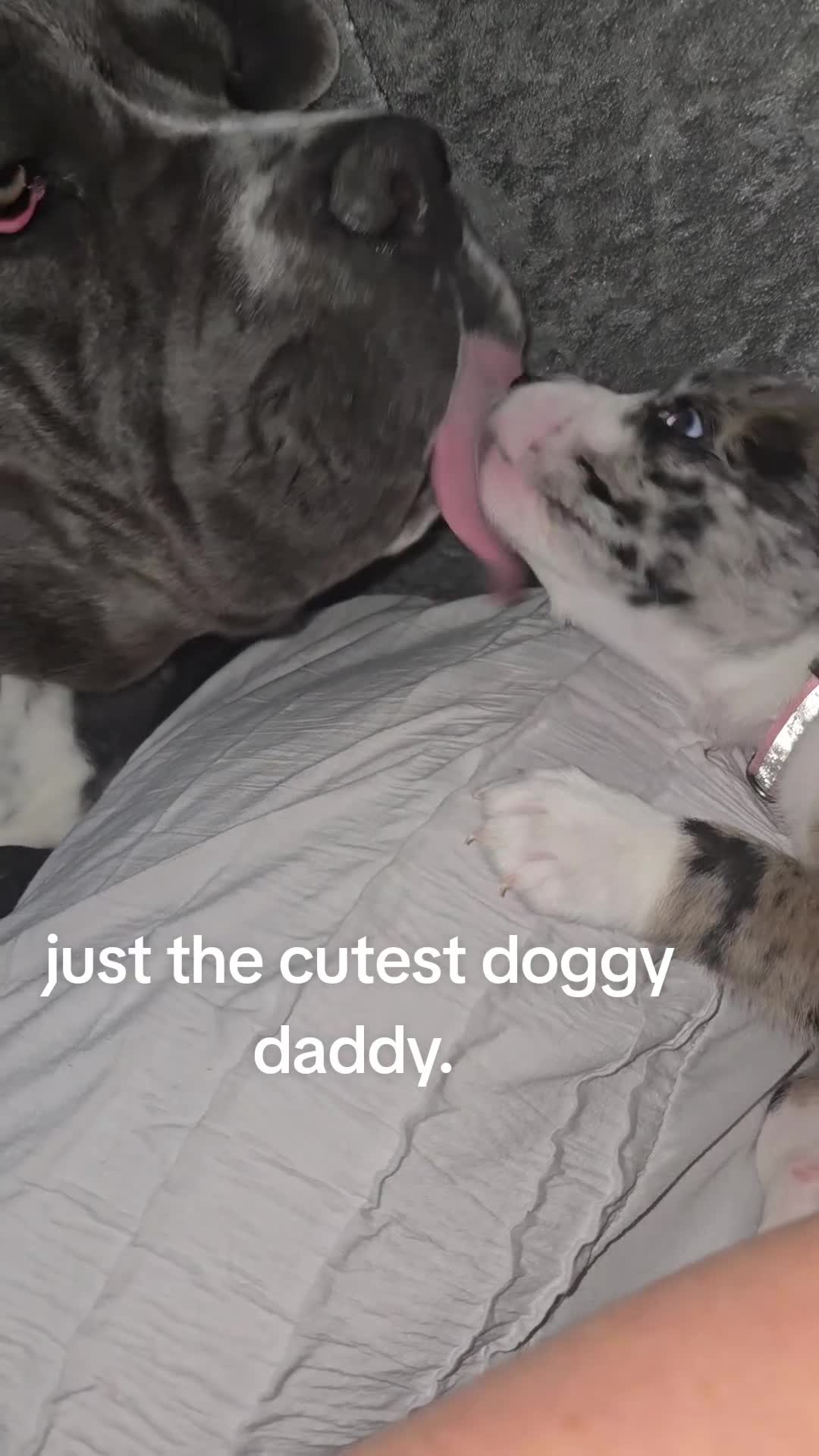 Mixed Breed dogs for sale: Border collie cross pups  - Video 3