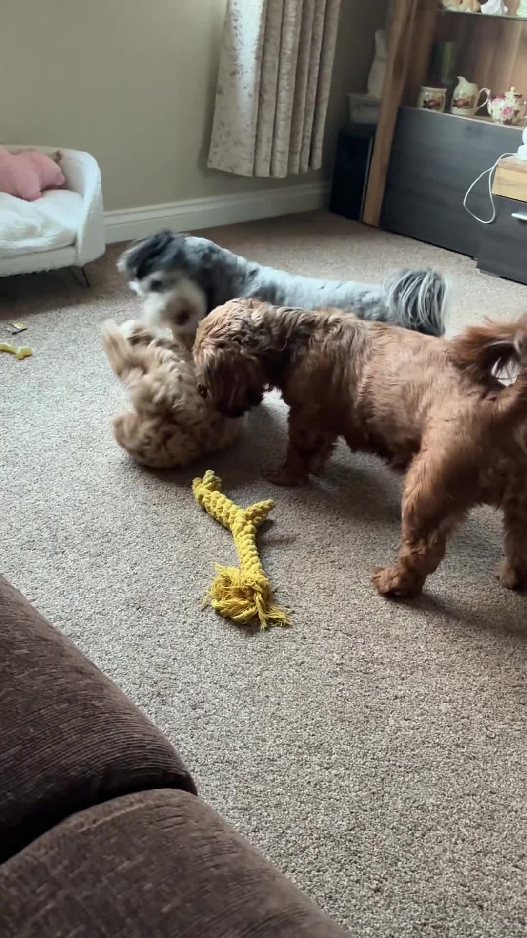 Cavapoo dogs for sale: Cavapoo pup in Rochdale - Video 1