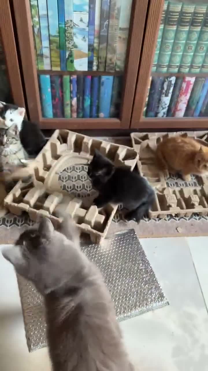 British Shorthair cats for sale: Stunning BSH Kittens Ready Now! - Video 1