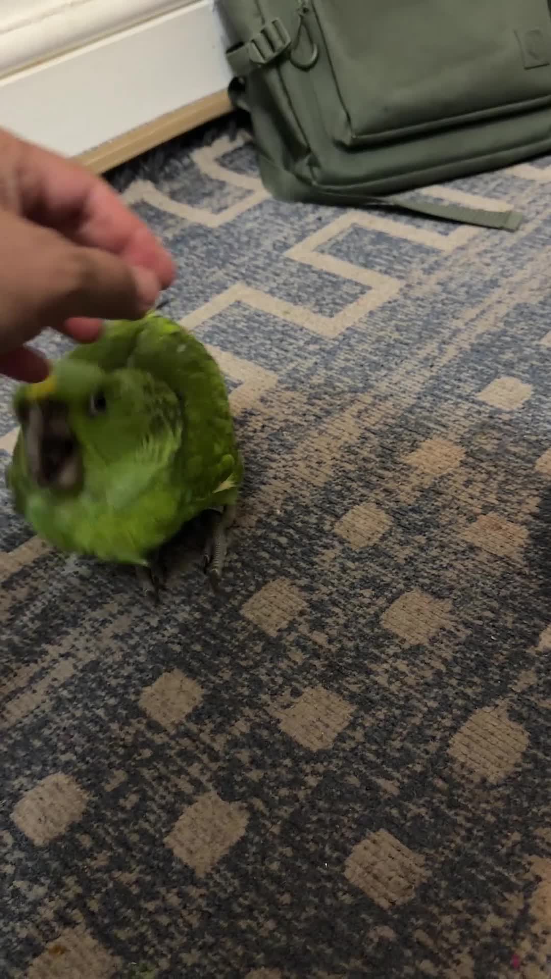 Parrots birds for sale: Baby Yellow nape amazon - Video 2