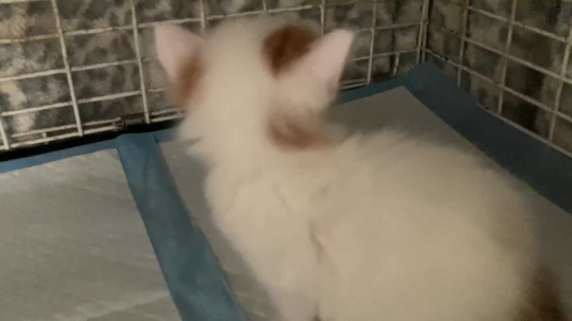 Turkish Van cats for sale: Pedigree Turkish Vans - Video 1
