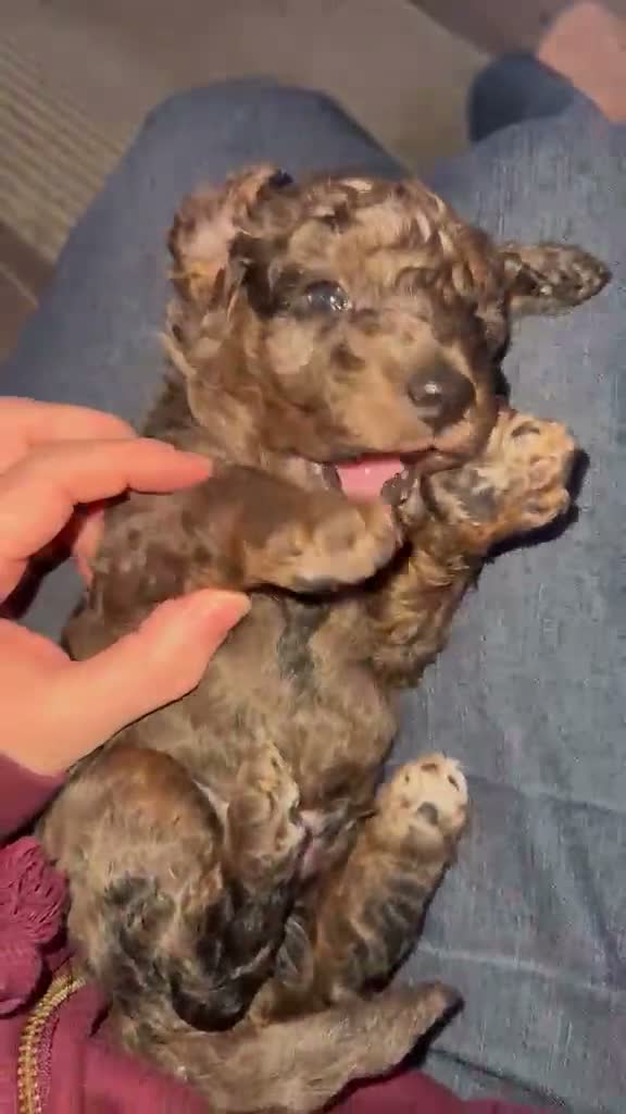 Cavapoo dogs for sale: Stunning Blue Merle Cavapoo Puppies in Halifax - Video 1