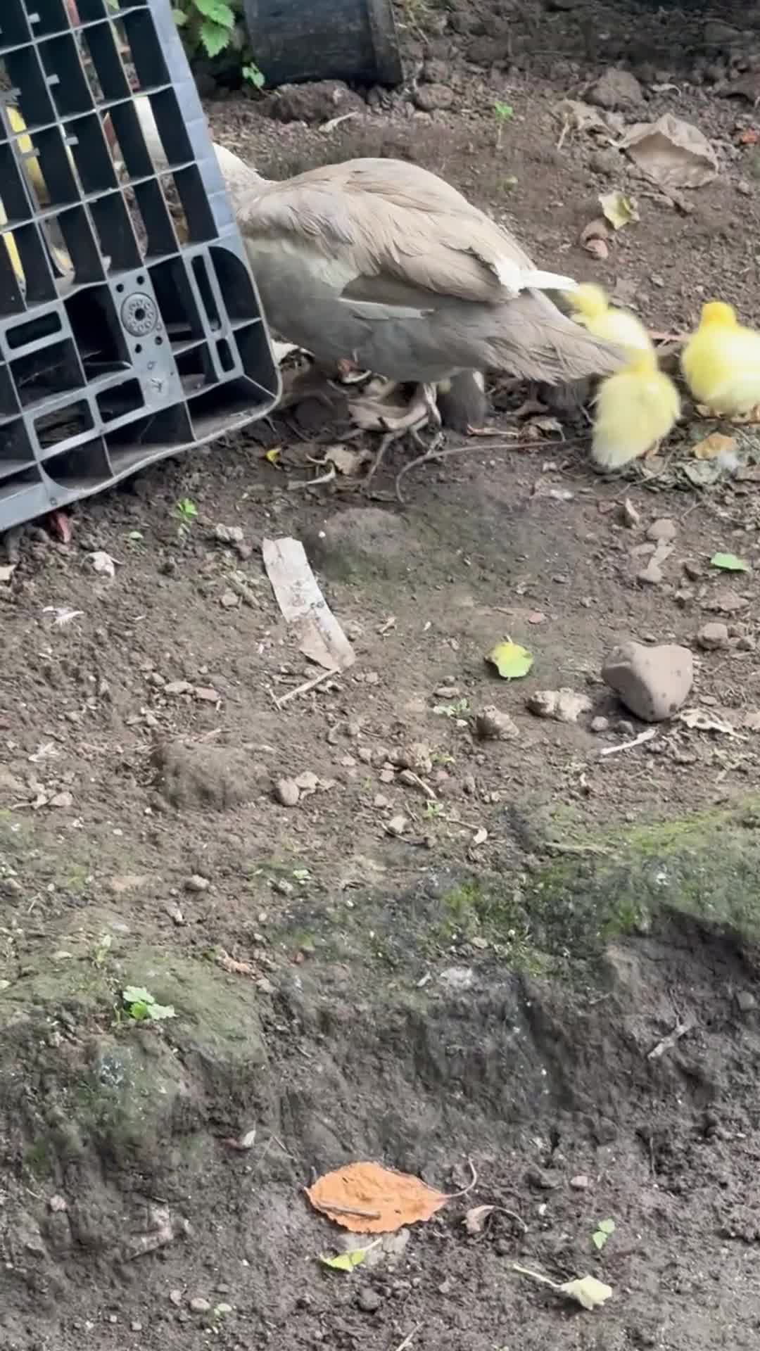 Ducks poultry for sale: Muscovy chicks  - Video 2