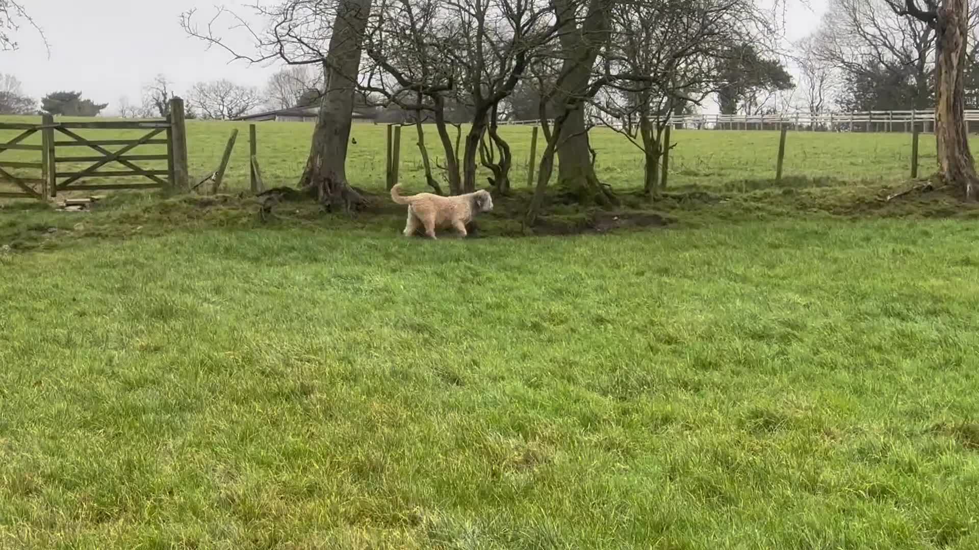 Mixed Breed dogs for sale: F1 SAINTBERNADOODLE GIRL - Video 1