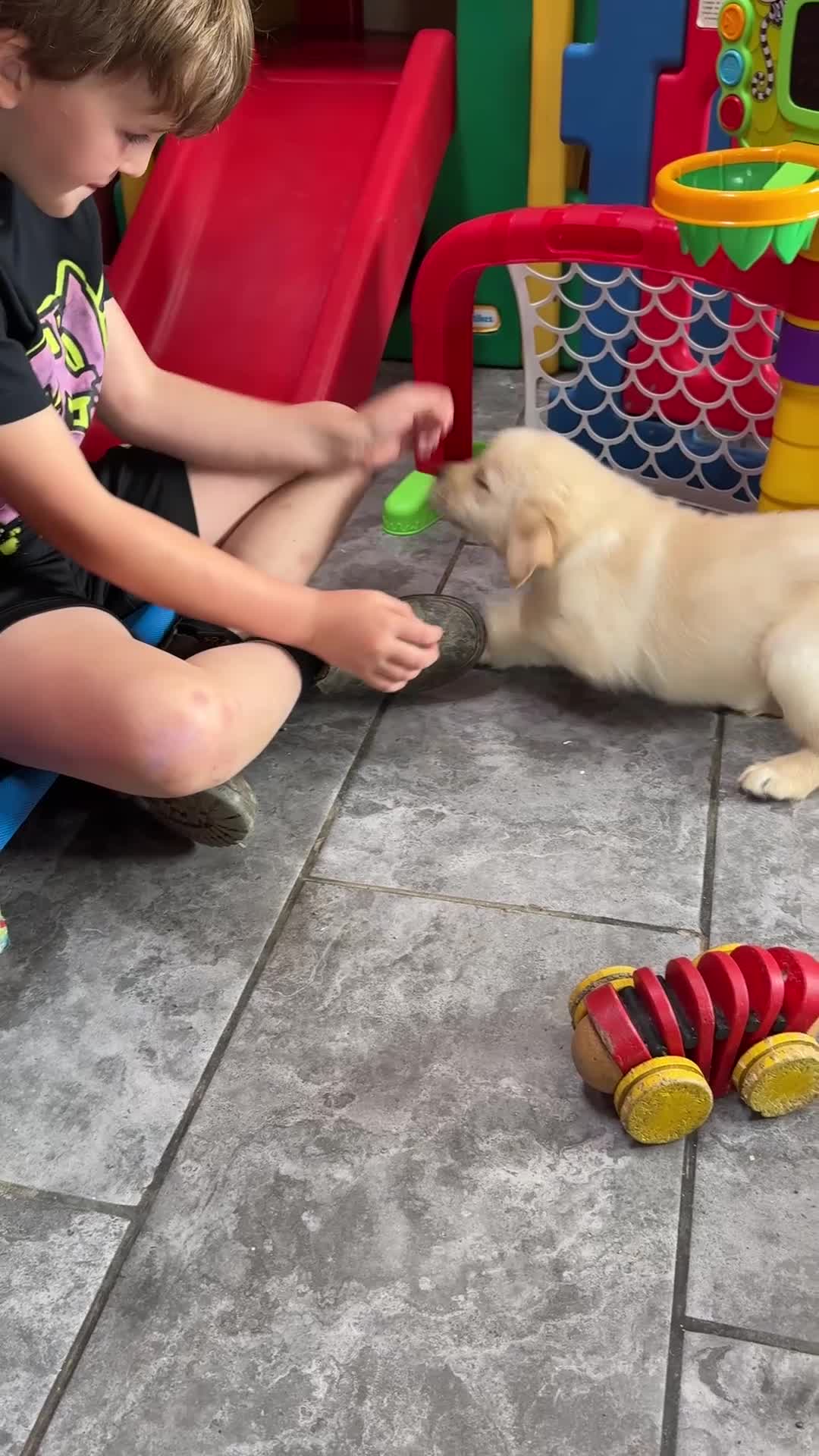 Goldador dogs for sale: Extensively Health tested, Chunky, Great with kids - Video 1