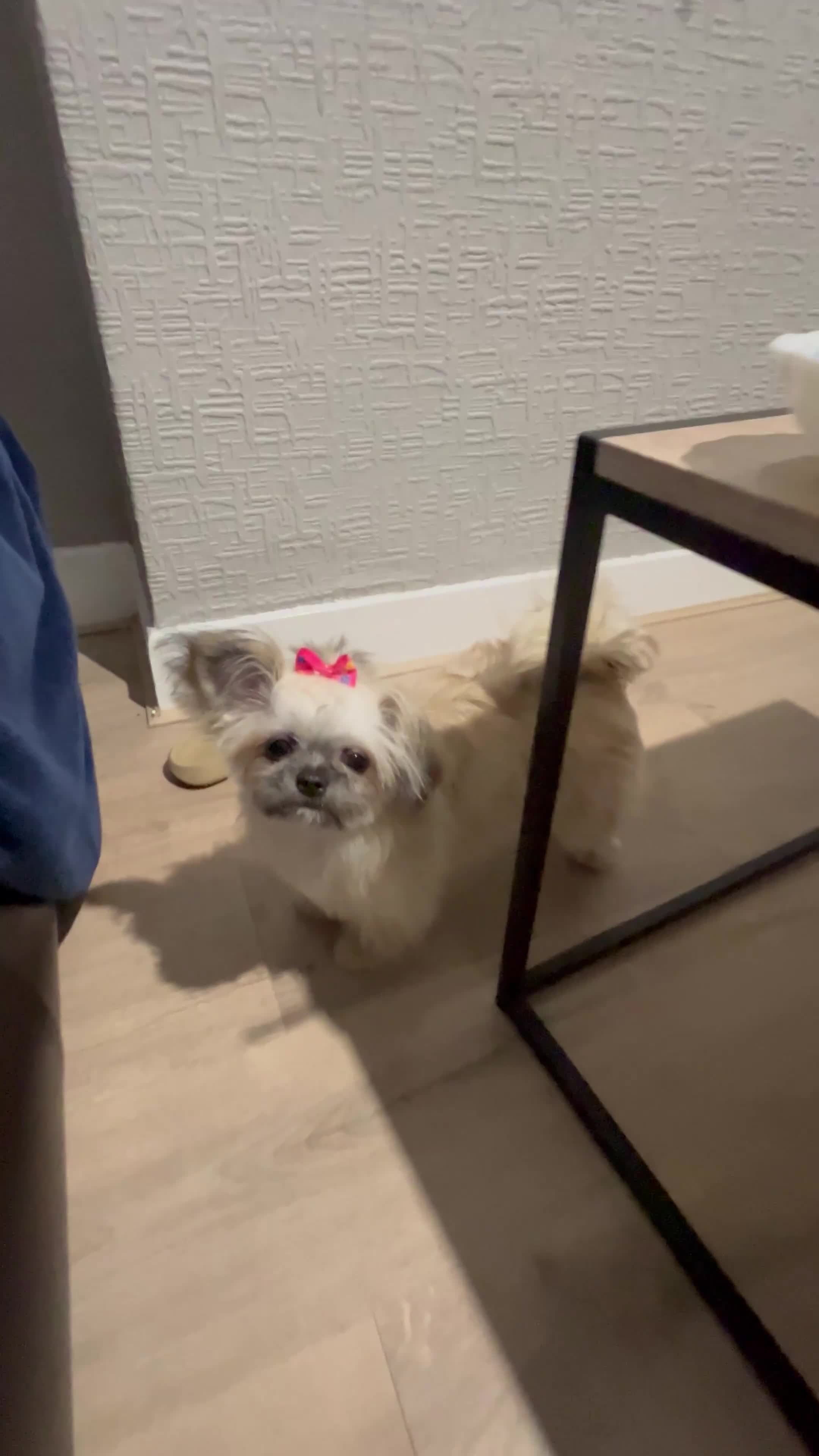 Mixed Breed dogs for sale: Hi I’m Lucy  - Video 1