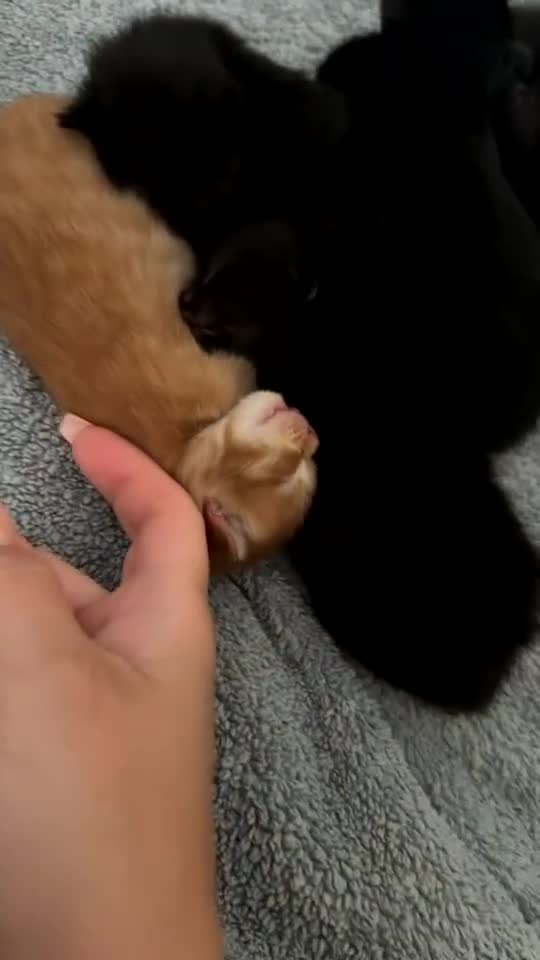 British Shorthair cats for sale: 6 beautiful kittens  - Video 3