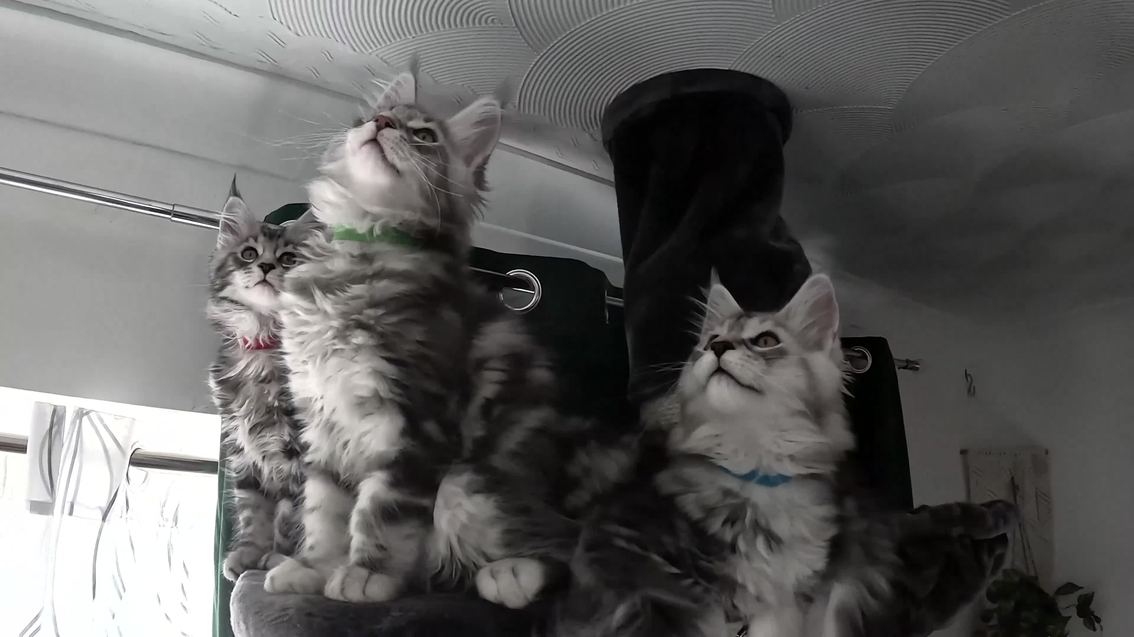Maine Coon cats for sale: STUNNING XL PEDIGREE MAINE COON KITTENS - Video 1