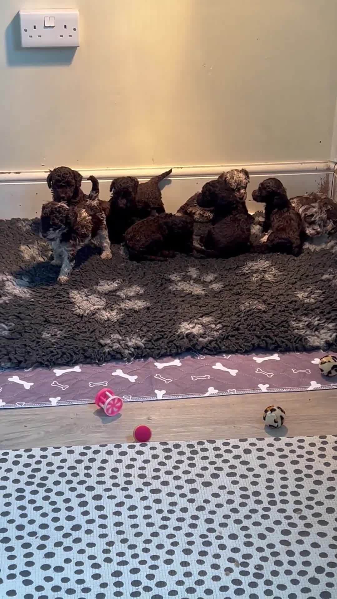 Miniature Poodle dogs for sale: Chocolate merl Miniature Poodle puppies in Buntingford - Video 1
