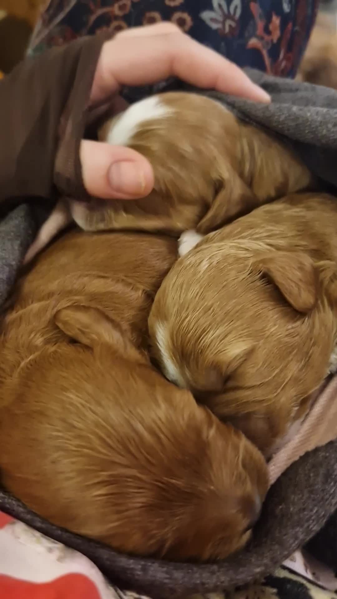 Cavapoo dogs for sale: F1 Toy red cavapoos  - Video 1