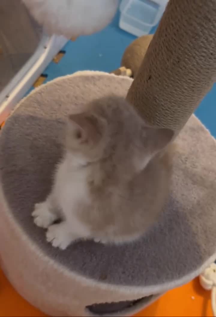 Exotic cats for sale: Chunky exotic female kitten - Video 1