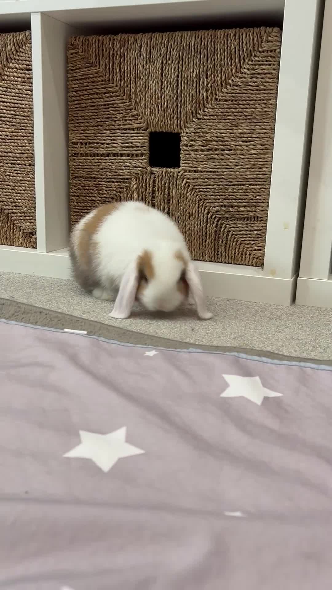 Mini Lop rabbits for sale: Reserved Only 1 baby mini lop left - boy - Video 1