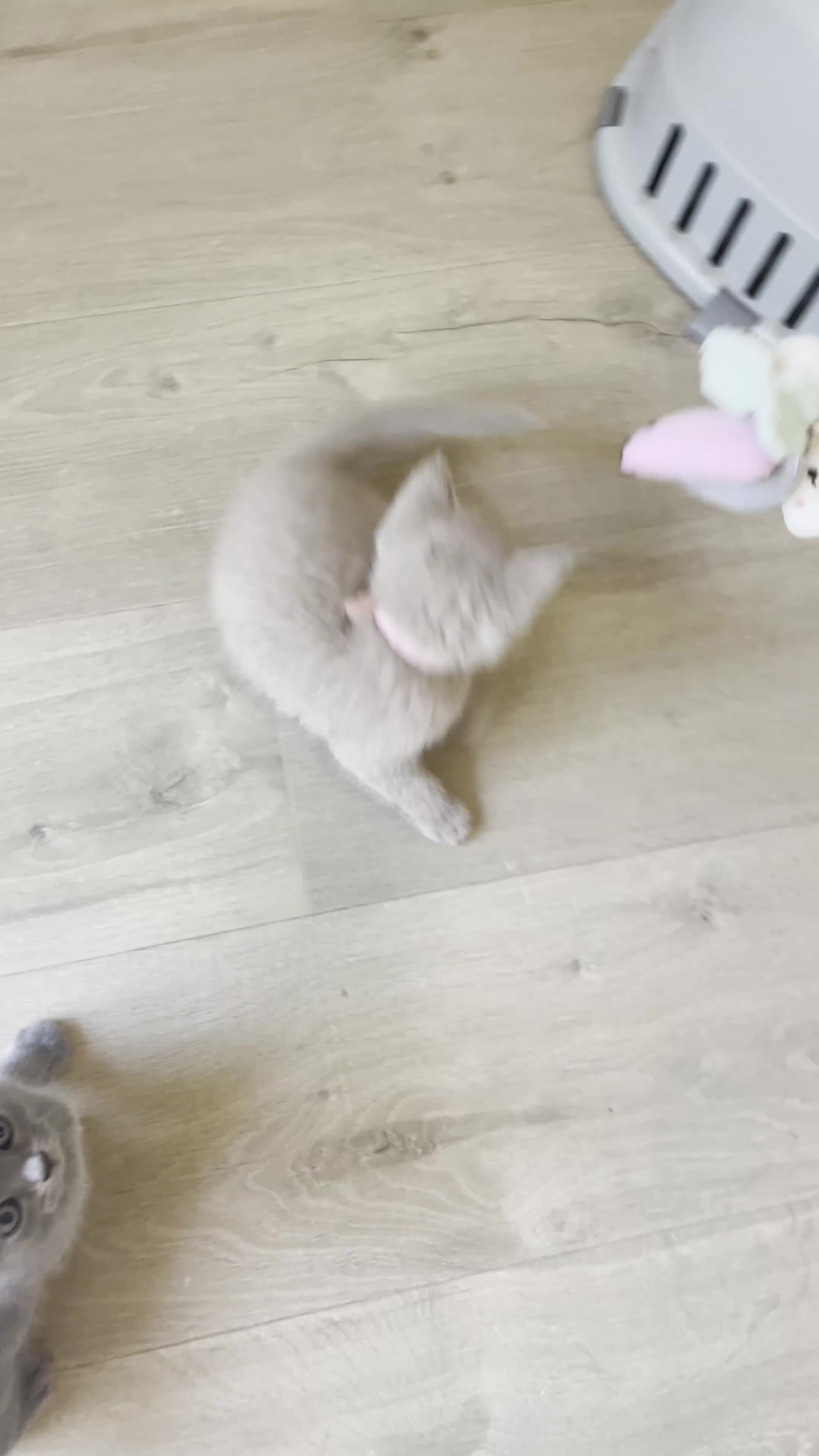 British Shorthair cats for sale: 🏆Grand Champion Sired GCCF BritishShorthair 1left - Video 1