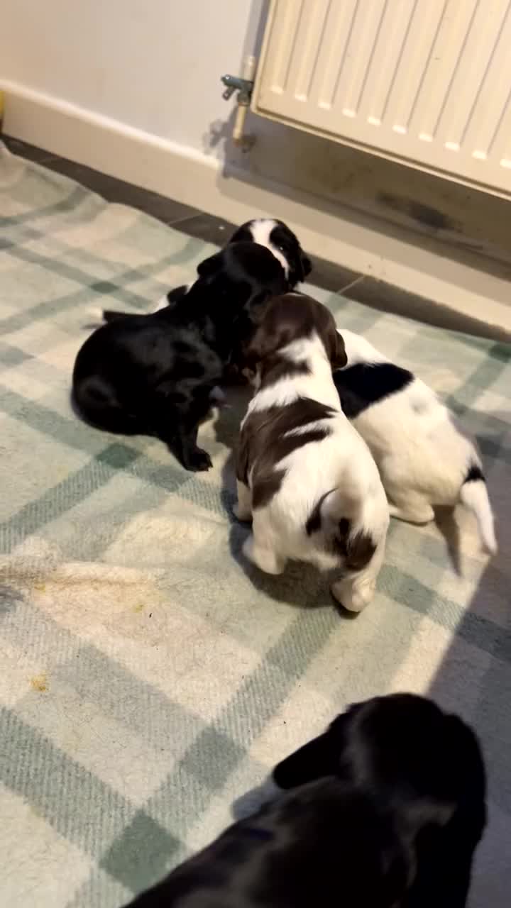 Mixed Breed dogs for sale: 5 BEAUTIFUL SPRINGER/SPROCKER PUPPIES FO SALE  - Video 5