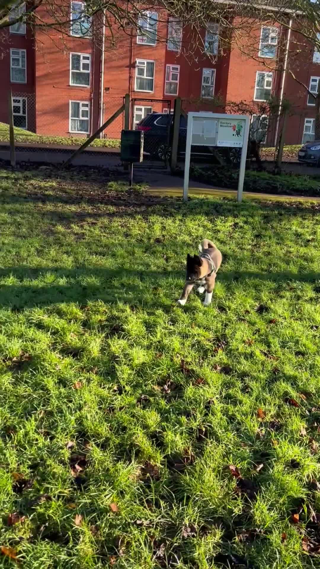 Akita dogs for sale: American Akita puppy looking for new home - Video 2