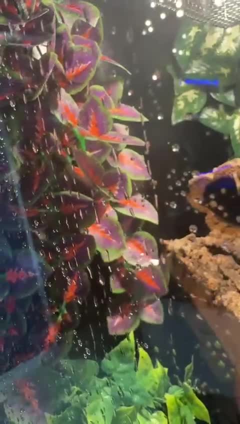Gecko reptiles for sale: Female Lilly white with set up  - Video 1