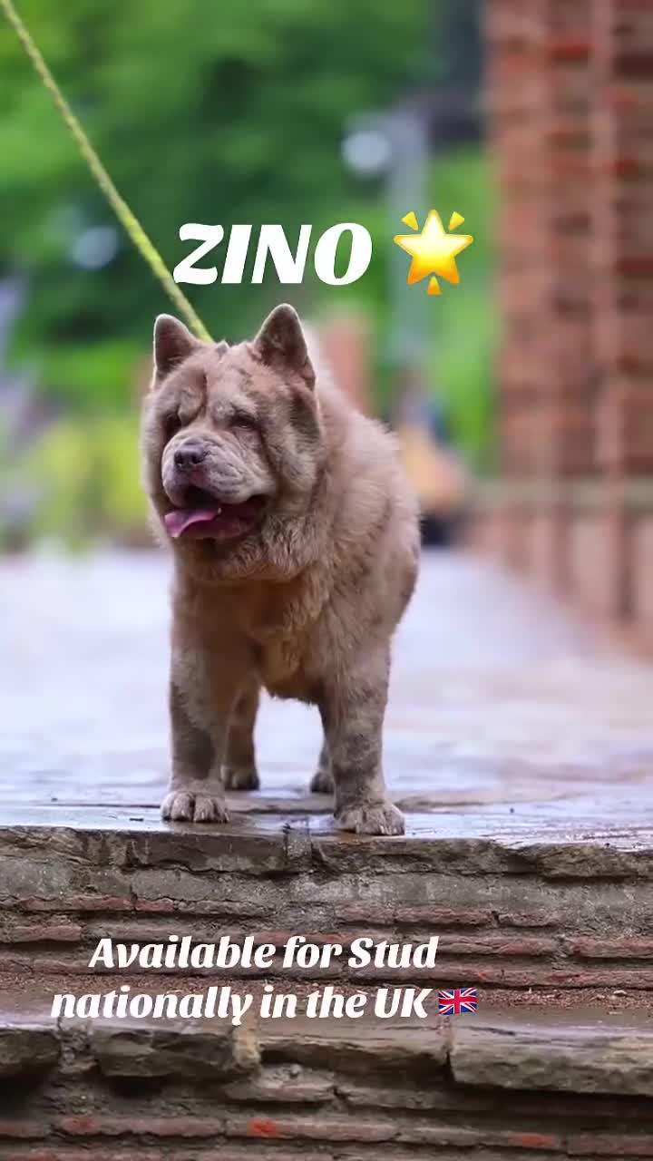 Chow Chow dogs for stud: 1st in the UK 🌎LILAC MERLE SMOOTHCHOW CHOW Stud  - Video 1