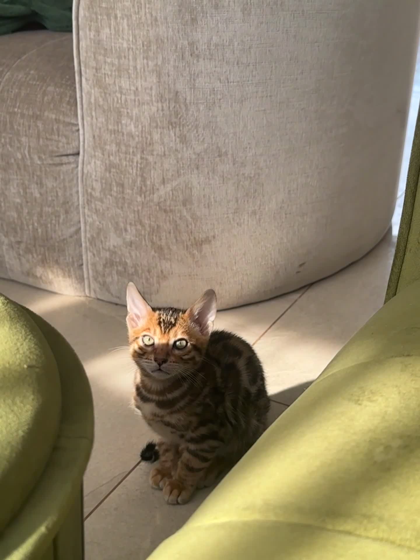 Bengal cats for sale: Beautiful BENGAL Male Kitten - Video 1