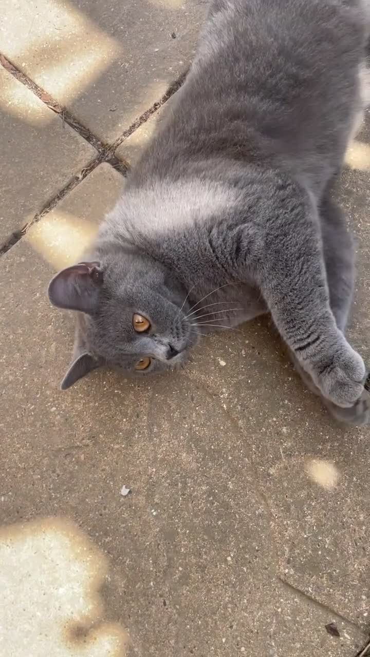 British Shorthair cats for sale: Female BritishShorthair!  in Maidstone - Video 5