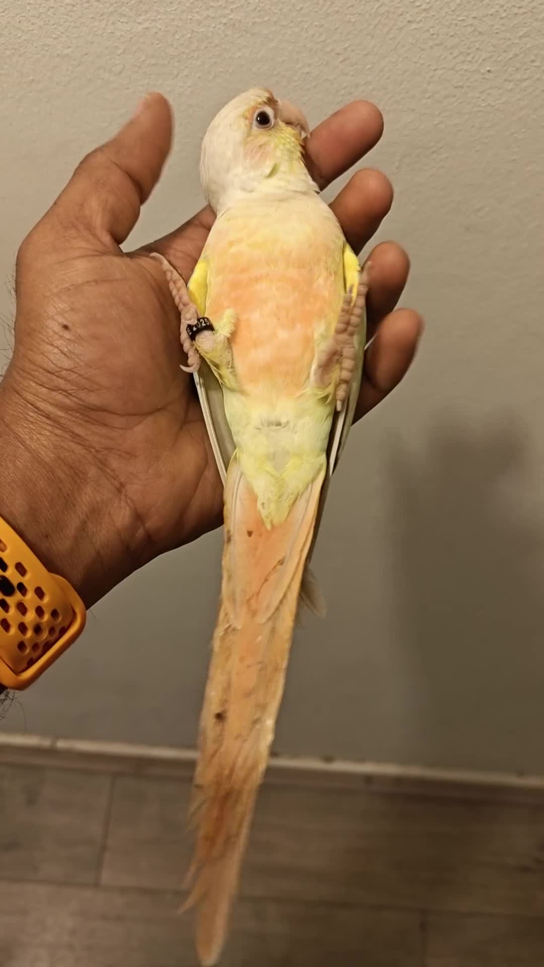 Conures birds for sale: Silly rammed Moon cheek conure - Video 1