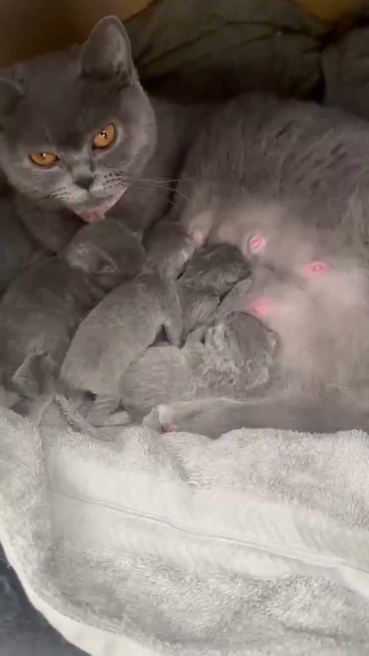 British Shorthair cats for sale: Grey British short hair 1 years old  in London - Video 1