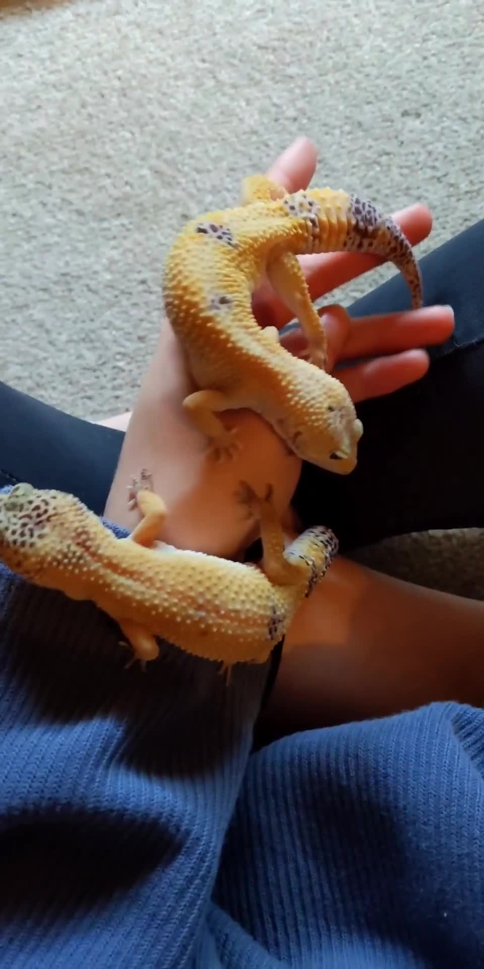 Leopard Gecko reptiles for sale: Two Leopard Geckos - Video 1