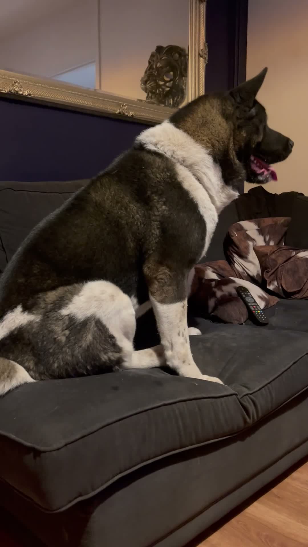 Akita dogs for sale: Pick of litter male,  - Video 2