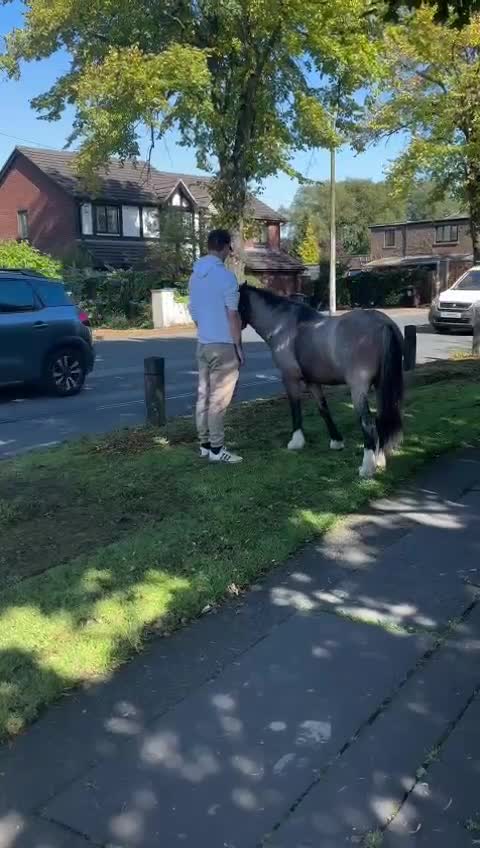 Irish Cob horses for sale: 12.2/12.3 3 year old cob x Welsh mare  - Video 2