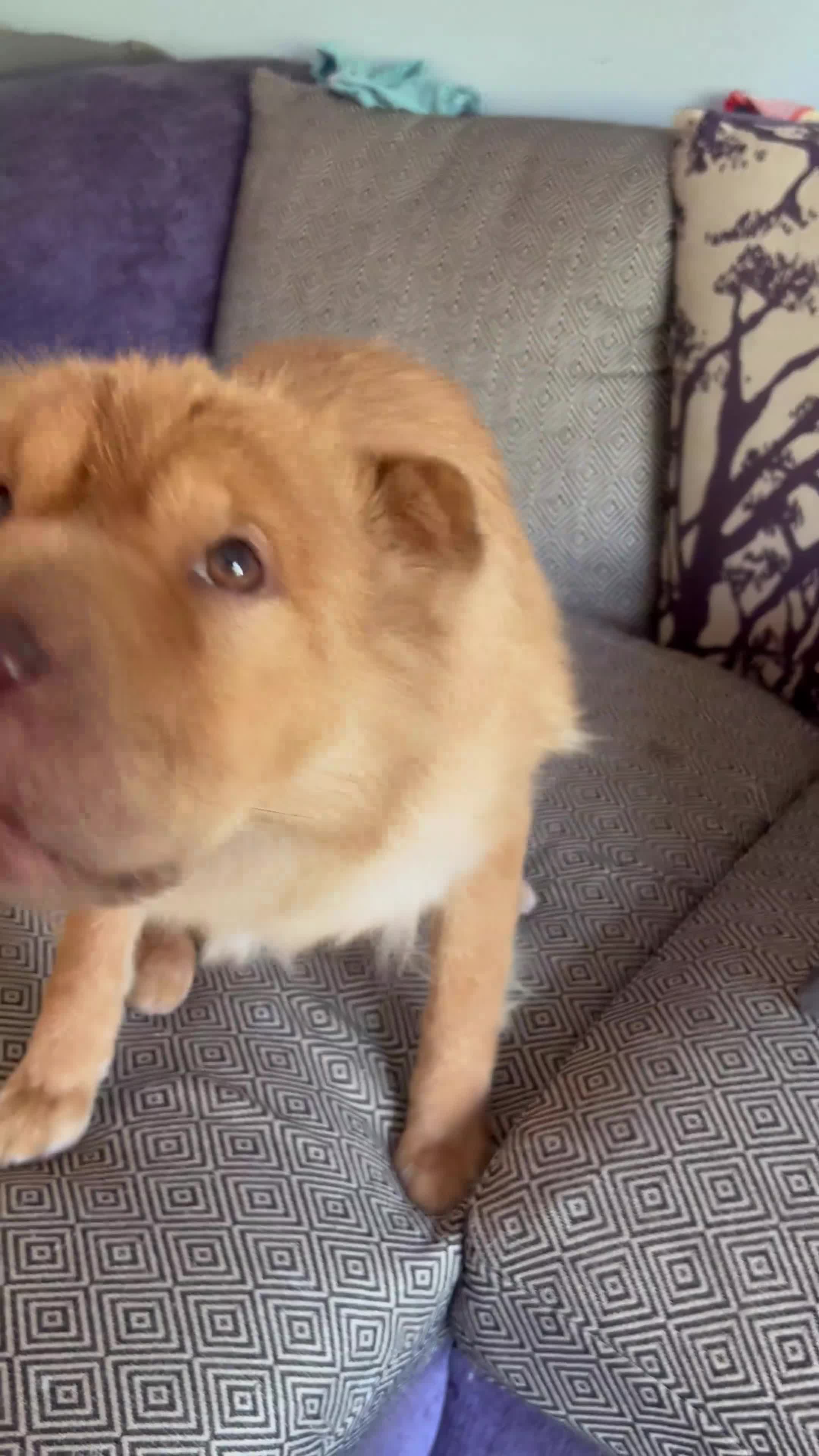 Shar Pei dogs for sale: bearcoat Shar Pei looking for forever home - Video 2