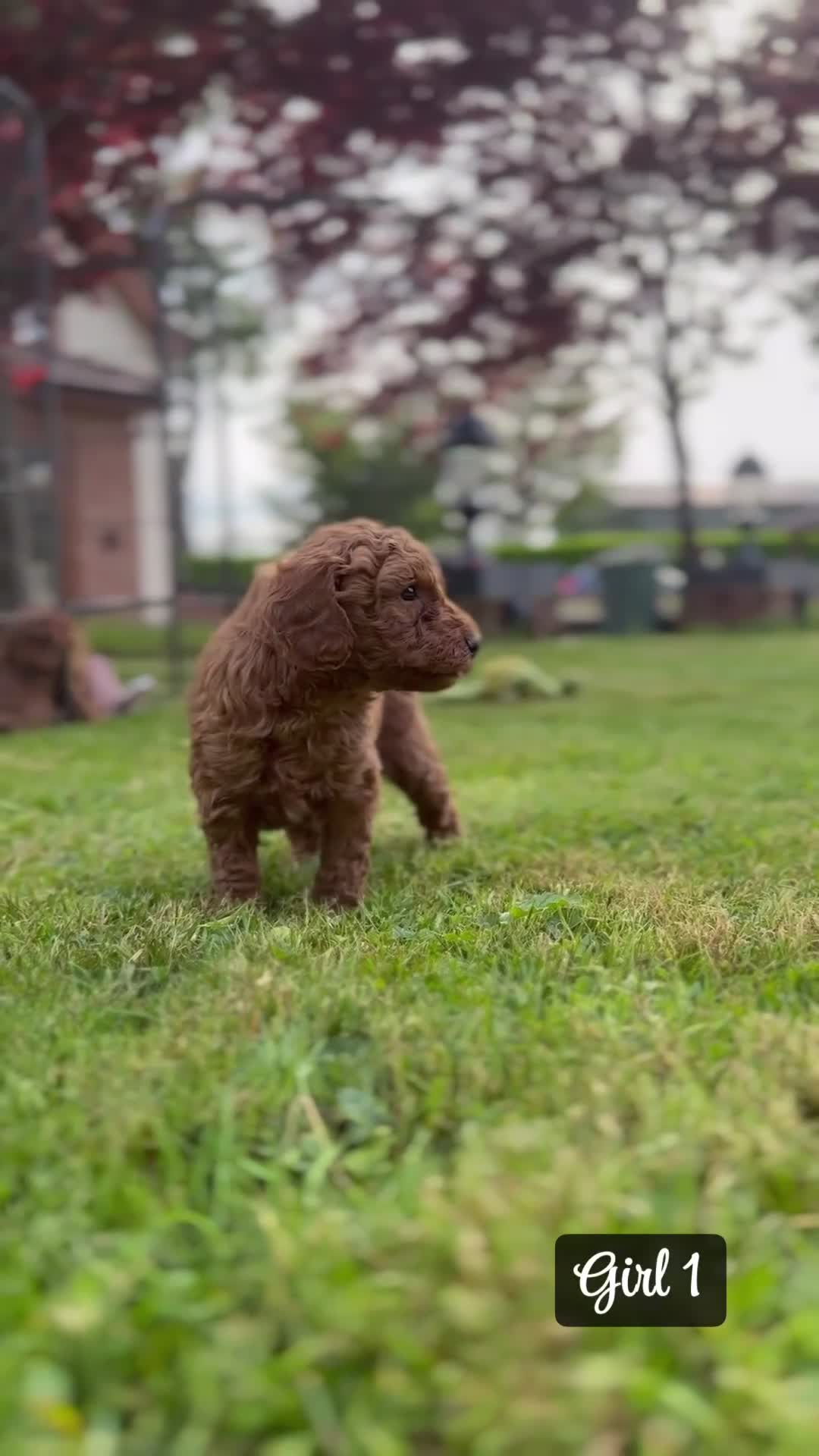 Miniature Poodle dogs for sale: KC Registered Deep Red Miniature Poodle Puppies in Ashbourne - Video 1